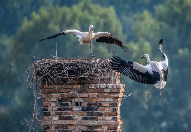 Professional Chimney Animal Removal Services in Middleton, Massachusetts